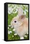 Rabbit Young on Grass Lawn Amongst Daisies-null-Framed Stretched Canvas