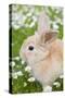 Rabbit Young on Grass Lawn Amongst Daisies-null-Stretched Canvas