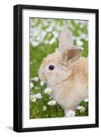 Rabbit Young on Grass Lawn Amongst Daisies-null-Framed Photographic Print