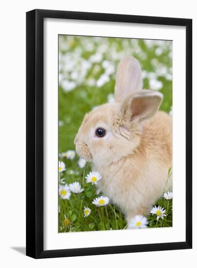Rabbit Young on Grass Lawn Amongst Daisies-null-Framed Photographic Print
