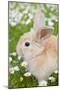 Rabbit Young on Grass Lawn Amongst Daisies-null-Mounted Photographic Print