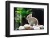Rabbit-amenic181-Framed Photographic Print