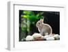 Rabbit-amenic181-Framed Photographic Print