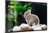 Rabbit-amenic181-Mounted Photographic Print