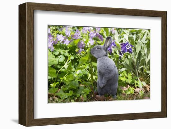 Rabbit-null-Framed Photographic Print