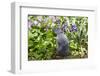 Rabbit-null-Framed Photographic Print