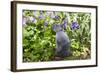 Rabbit-null-Framed Photographic Print