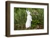 Rabbit-null-Framed Photographic Print