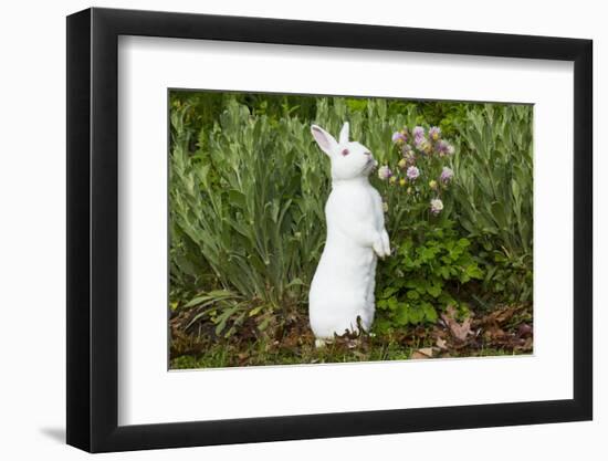 Rabbit-null-Framed Photographic Print