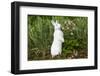 Rabbit-null-Framed Photographic Print