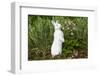 Rabbit-null-Framed Photographic Print