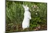 Rabbit-null-Mounted Photographic Print