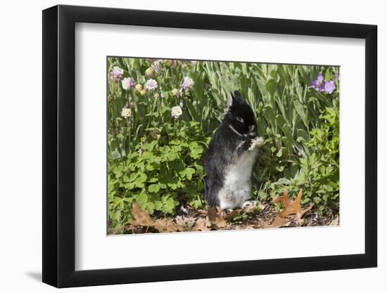 Rabbit-null-Framed Photographic Print