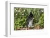 Rabbit-null-Framed Photographic Print