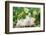 Rabbit-null-Framed Photographic Print