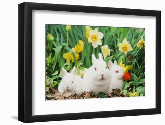 Rabbit-null-Framed Photographic Print