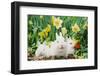 Rabbit-null-Framed Photographic Print