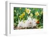 Rabbit-null-Framed Photographic Print