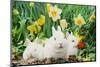 Rabbit-null-Mounted Photographic Print