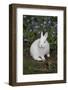 Rabbit-Lynn M^ Stone-Framed Photographic Print