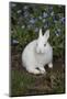 Rabbit-Lynn M^ Stone-Mounted Photographic Print