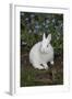 Rabbit-Lynn M^ Stone-Framed Photographic Print