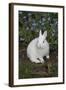 Rabbit-Lynn M^ Stone-Framed Photographic Print