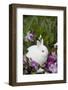 Rabbit-Lynn M^ Stone-Framed Photographic Print