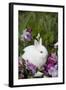 Rabbit-Lynn M^ Stone-Framed Photographic Print