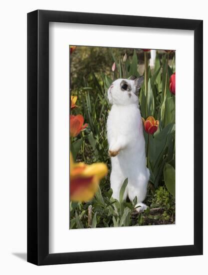 Rabbit-Lynn M^ Stone-Framed Photographic Print