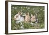 Rabbit-Lynn M^ Stone-Framed Photographic Print