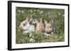 Rabbit-Lynn M^ Stone-Framed Photographic Print