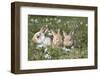 Rabbit-Lynn M^ Stone-Framed Photographic Print