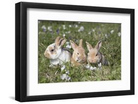 Rabbit-Lynn M^ Stone-Framed Photographic Print