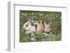 Rabbit-Lynn M^ Stone-Framed Photographic Print