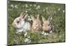 Rabbit-Lynn M^ Stone-Mounted Photographic Print