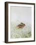 Rabbit-Jane Neville-Framed Giclee Print