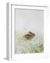 Rabbit-Jane Neville-Framed Giclee Print