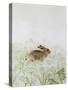 Rabbit-Jane Neville-Stretched Canvas