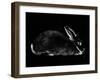 Rabbit-Geraldine Aikman-Framed Giclee Print