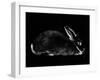 Rabbit-Geraldine Aikman-Framed Giclee Print