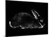 Rabbit-Geraldine Aikman-Mounted Giclee Print