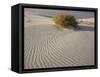 Rabbitbrush and bird tracks in wind-sculpted white gypsum dunes, White Sands National Monument-Bob Gibbons-Framed Stretched Canvas