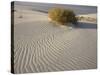 Rabbitbrush and bird tracks in wind-sculpted white gypsum dunes, White Sands National Monument-Bob Gibbons-Stretched Canvas