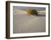 Rabbitbrush and bird tracks in wind-sculpted white gypsum dunes, White Sands National Monument-Bob Gibbons-Framed Photographic Print