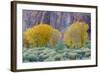 Rabbitbrush Outside of Moab, Utah-Howie Garber-Framed Photographic Print