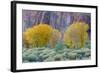 Rabbitbrush Outside of Moab, Utah-Howie Garber-Framed Photographic Print