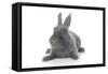Rabbits 001-Andrea Mascitti-Framed Stretched Canvas
