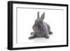 Rabbits 001-Andrea Mascitti-Framed Photographic Print