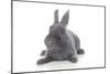 Rabbits 001-Andrea Mascitti-Mounted Photographic Print